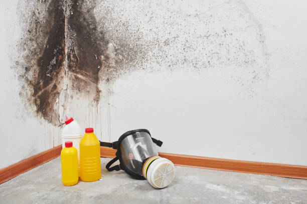 Best Mold Remediation for Specific Building Types in Verdi, NV