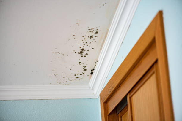 Best Post-Flood Mold Remediation in Verdi, NV